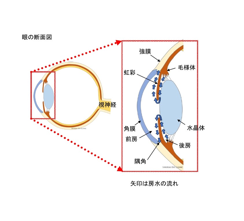 房水(ぼうすい)について