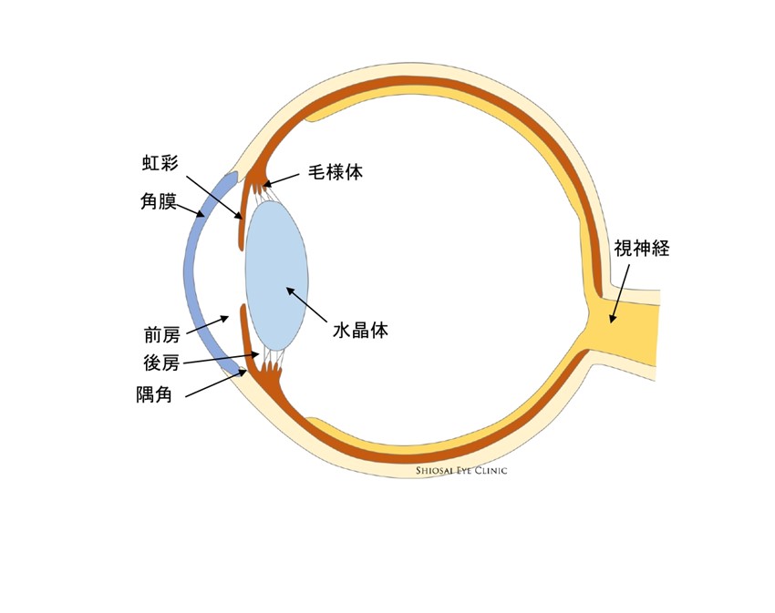 緑内障とはどういう病気なのでしょうか