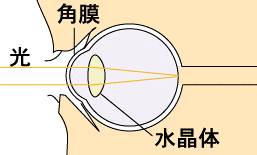 目の仕組み