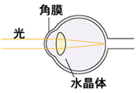 正視：正視の目に光が入った様子