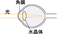 近視：近視の目に光が入った様子